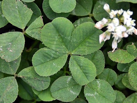 4 Leaf Clovers