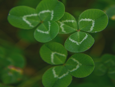 4 Leaf Clovers
